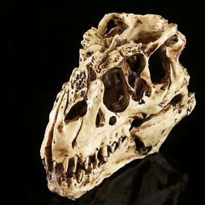 Tyrannosaurus T-Rex Skull Resin Fossil Model Dinosaur Collectibles Replica • £12.77