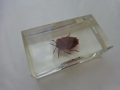 Natural History Taxidermy Paperweight Real Life Bugs & Insects - Shield Bug • £4.99