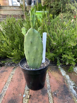 £12 • Buy Opuntia Vulgaris Prickly Pear