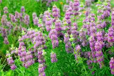 Herb - Mint Lemon (Monarda Citriodora) - 450 Premium Quality Seeds -1st Class • £3.49