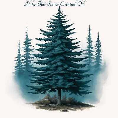 Rare Wild Idaho Blue Spruce Essential Oil | Picea Pungens | 100% Pure | Natural. • $25.49