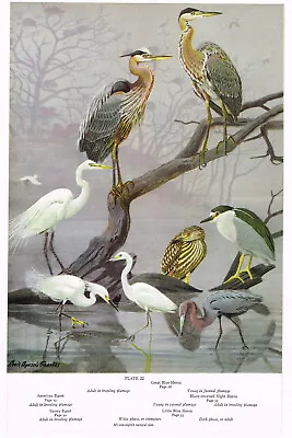 Egret Heron Great Blue Snowy American Bird Print Picture Vintage 1959 AB#22 • $4.34