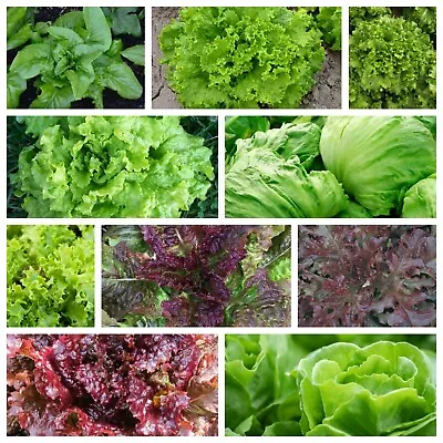 Leaf Lettuce Seeds Collection NON-GMO 10 Varieties To Choose From FREE SHIP • $1.69