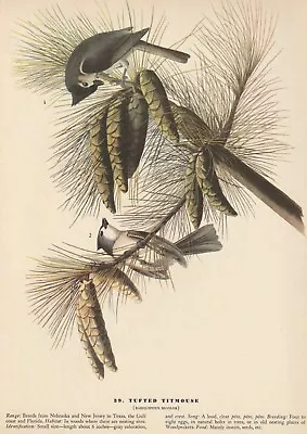 1942 Audubon Art Print 39 Tufted Titmouse. Vintage Bird Illustration • $9.49