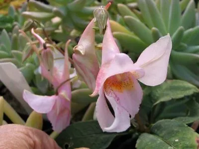 Impatiens Qingchengshanica 1961 | 9cm Potted Plant • £5.99