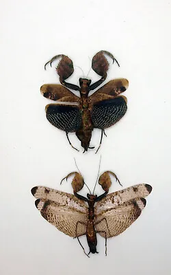 0Mantidae - Boxing Mantis (Pair)  Rare - Cameron Highlands Malaysia (BM56) • $85.98