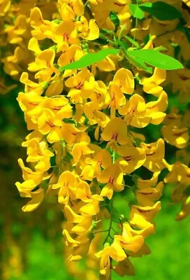 5 Golden Wisteria Seeds Vine Climbing Flower Perennial Rare Seed 573 USA SELLER • $4.89