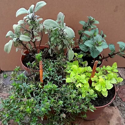 Mixed Herb Plants X 4 Thyme Oregano Mint Sage. Organically Grown  • £9.99