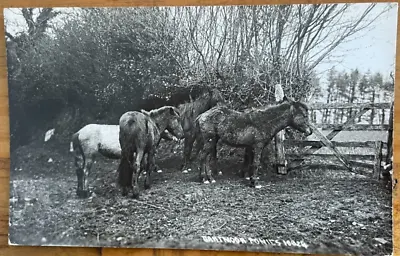 Dartmoor Ponies C1960 Chapman & Son Real Photo Postcard • £3