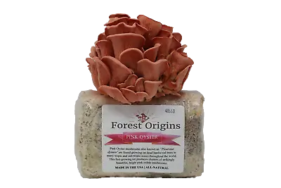 Pink Oyster Mushroom Grow Kit By Forest Origins | Beginner Mushroom Growing Kit • $33.50