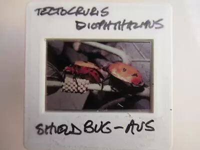 Tectocoris Diophthalmus  35mm Slide Clear Focus No Reflection • £5