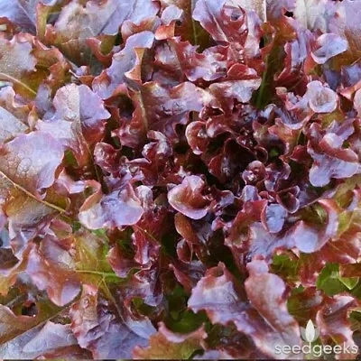 LETTUCE Salad Bowl Red 450 Seeds HEIRLOOM Vegetable Garden ALL SEASON  • $3.80