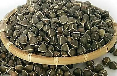 Viable Moringa Seeds (100+ Seeds) Drumstick Tree (Moringa Oleifera)  • $7