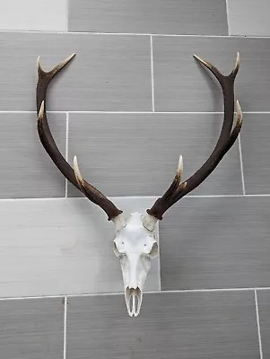 Red Deer Stag Antler Mount Elk Deer Taxidermy • $100