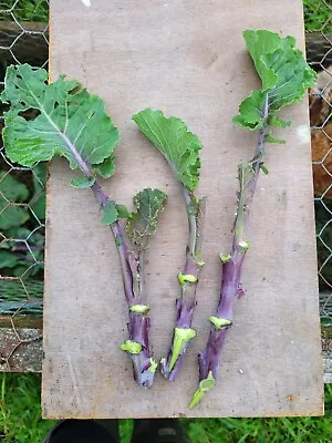 Taunton Deane Perennial Kale - 3 Fresh Healthy Unrooted Cuttings 1st Class Post • £8.99