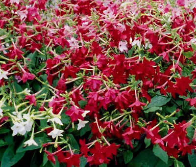 TOBACCO FLOWERING Nicotiana Alata - 2500  Bulk Seeds • £15.04