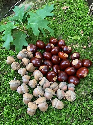 Acorns Chestnut/Buckeye Combination 25 Of Each Nut • $24.95