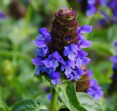 Allheal Seeds - Prunella Vulgaris - Medicinal Herb Seeds - Heal All • $1.99