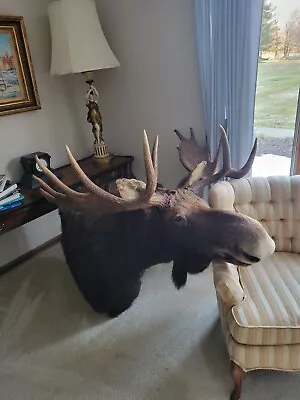 Taxidermy Moose Head Pope & Young Shoulder Mount • $1500