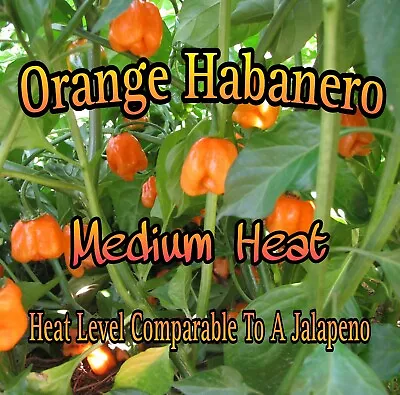 Orange Habanero *Medium  Heat* (20 Seeds) + Free Bonus Seeds 🔥🔥 • $3