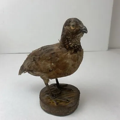 Bobwhite Quail Standing Mount Taxidermy #2 • $84.96