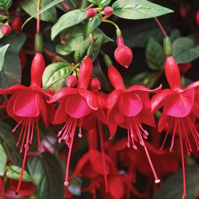 £4.95 • Buy Pack X6 Trailing Fuchsia 'Marinka' Summer Garden Plug Plants
