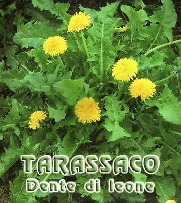 300 DANDELION SEEDS OR DANDELION TOOTHaraxacum Officinalis Dandelion Seeds   • £2.04