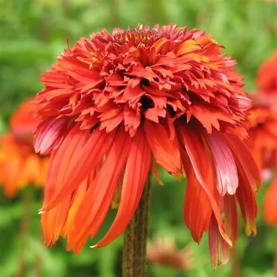 Echinacea Hot Papaya - Well Rooted In 9 Cm Pots • £13.99