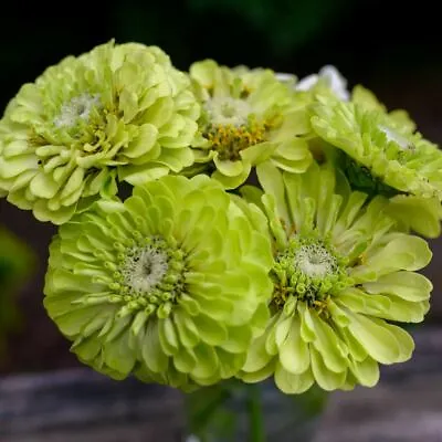 Zinnia Seeds -Dahlia Flowered Envy 100 Seeds Open Pollinated Non-GMO • $2.95