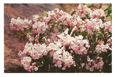 Mountain Laurel Flower Blooms Postcard  • $1.49