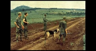 Vietnam War Mine Dog PHOTO US Army 58th Infantry Scout Dogs Mine Sweep • $4.48