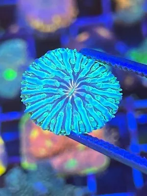 Pink Eye Fungia Plate - Reef Kingdom Coral Salt Water Tank WYSIWYG • $23