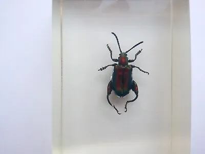 Vintage Insect Leaf Beetle Jumping In Epoxy Resin Taxidermy Beetle • $7.99