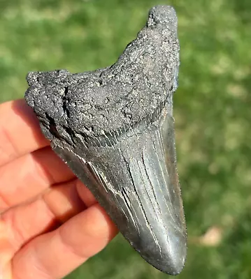 LARGE! 3.69  Megalodon Shark Tooth Teeth Fossil Sharks Necklace Jaws Jaw • $42.99