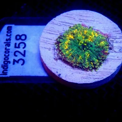 Ultra Yuma Mushroom Coral Small WYSIWYG IC 3258 - Indigo Corals • $28