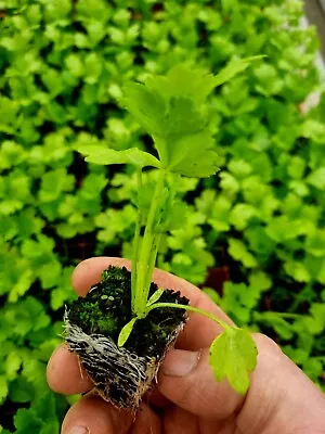Celeriac Plug Plants  Grow Your Own  Veg Ready To Plant **LETTERBOX FRIENDLY** • £8.49