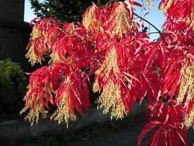 £3.35 • Buy Sourwood Sorrel Tree - Oxydendrum Arboreum - 25+ Seeds- Graines - Samen - E 228