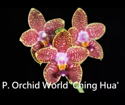 $35 • Buy FPOrchids Species Phal. Orchid World ‘Ching Hua’ - Tubestock