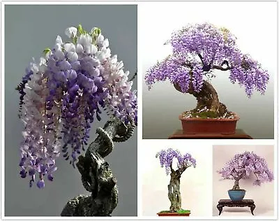 £5.72 • Buy Wisteria Sinensis * Purple Chinese Wisteria * Flowering Bonsai Tree * 5 Seeds *