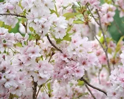 £39.99 • Buy Prunus Amanogawa Pink Flagpole Flowering Cherry Tree 4-5ft Tall