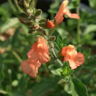 3x Salvia Californian Sunset Plug Plants Ornamental Perennial Orange Flowers • £9.99