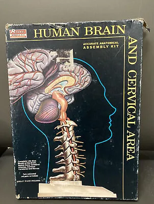 Vintage Unbuilt Human Brain & Cervical Area Model Renewal Co Kit W/ Instructions • $25.90