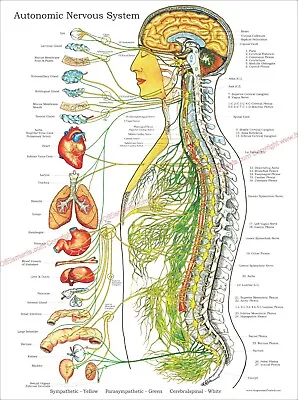 Autonomic Nervous System Poster Medical Chiropractic Chart 18 X 24 Laminated • $18