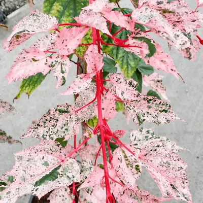 Acer Tree Red Flamingo Pink Winter Wood Maple 3L Pot XXL Plants To Your Door • £28.99