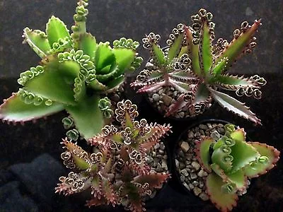  Mother Of Millions  And  Mother Of Thousands  4 Pot Succulent Combo • $24.95