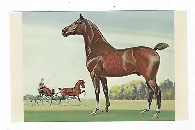 VTG Postcard Hackney Pony First Bred In Northern England Unposted • $4.99