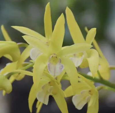 Dendrobium Australian Sunshine X Kim FLASK • $60