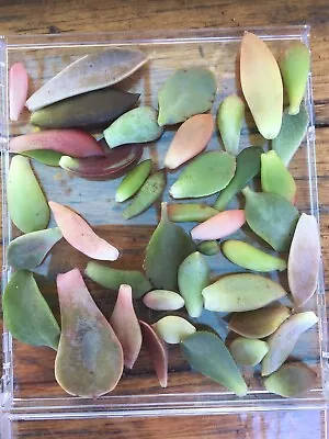 35+ SUCCULENT LEAF BABY - SUCCULENT LEAVES Echeveria Crassula Kalanchoe • $15