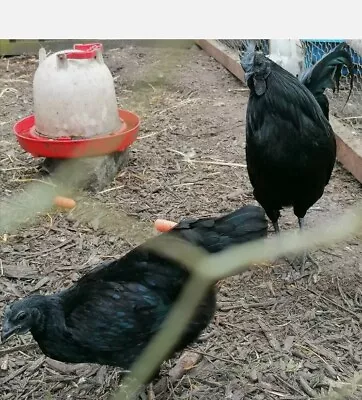 Rare Breed Ayam Cemani Hatching Eggs X 6 • £16