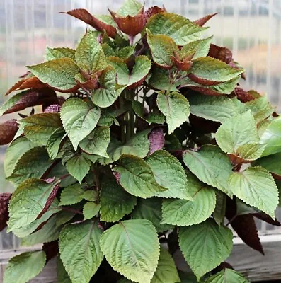 100+Purple Shiso Seeds Purple Perilla Zisu Tia To Tim Beefsteak /Sesame Leaf USA • $1.99